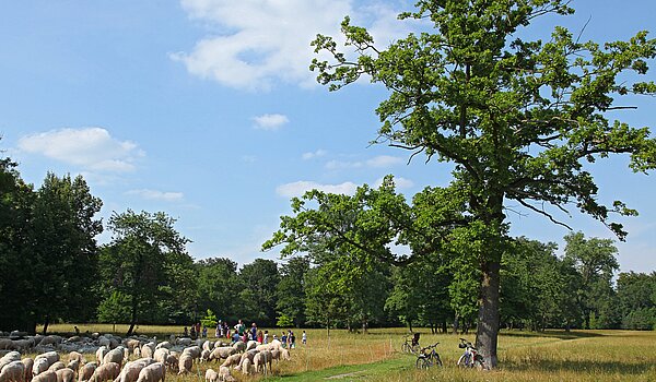 Penthouse mit 3.5 Zimmern | München-Oberföhring | 70237 | Englischer Garten