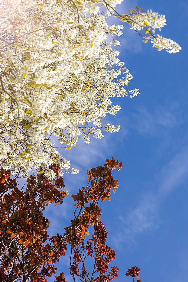 Doppelhaushälfte mit 4 Zimmern | München-Solln | 70120 | Wohlfühlen und Genießen
