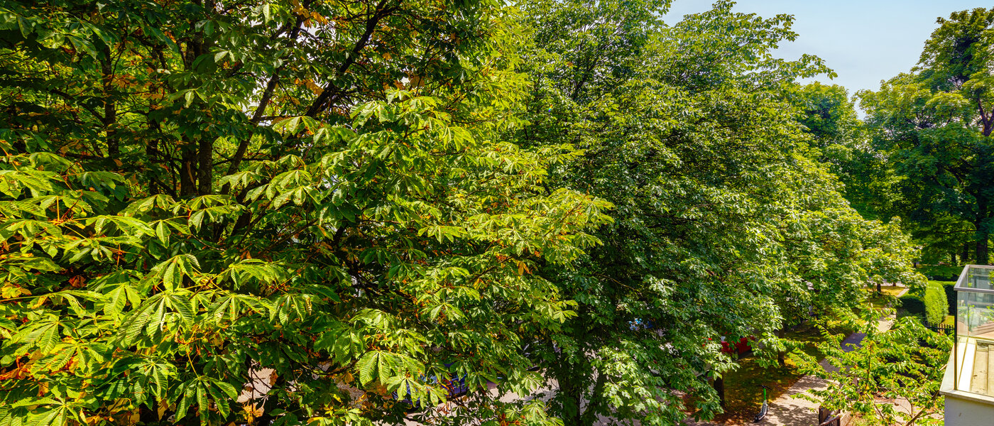 Wohnung München Nymphenburg 01 Aussicht 10849