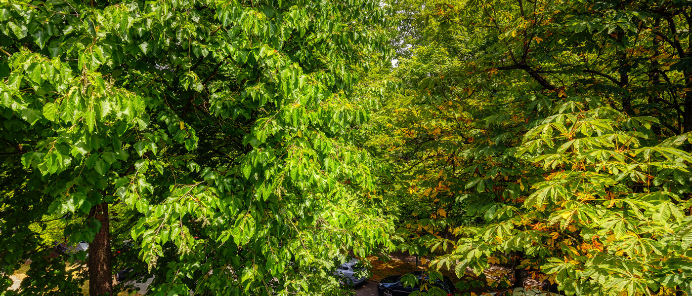 Wohnung München Nymphenburg 02 Aussicht 10849