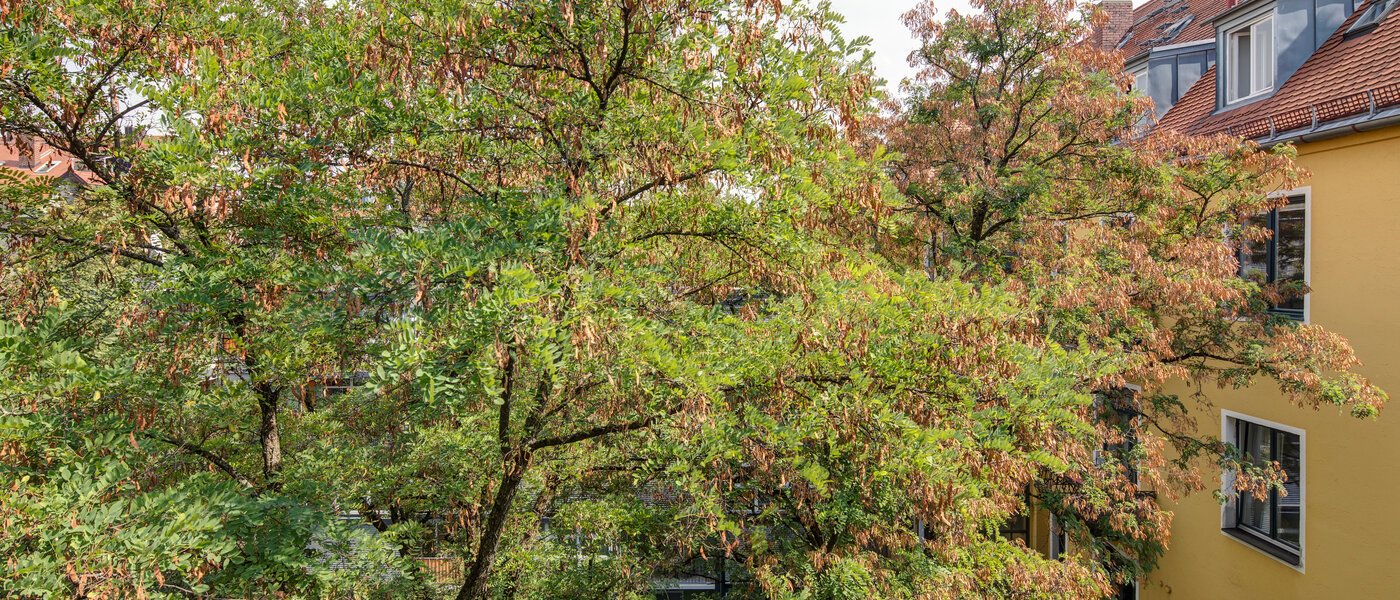 Wohnung München Schwabing 02 Aussicht 11220