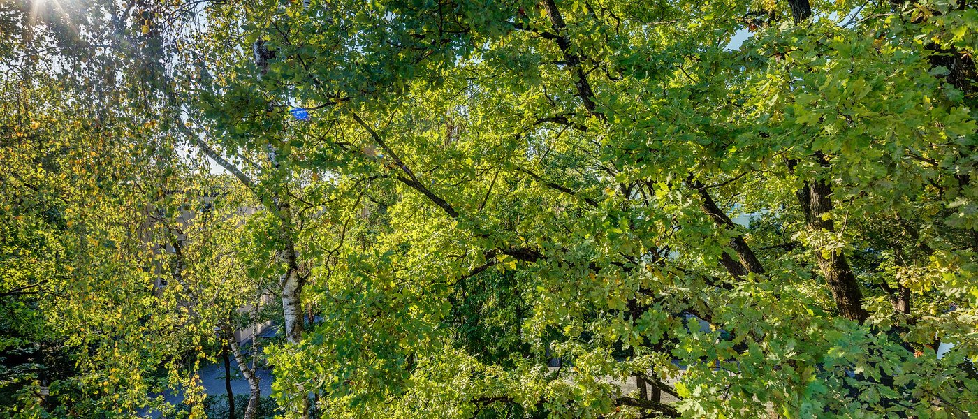 Wohnung München Parkstadt Bogenhausen 04 Aussicht 11256