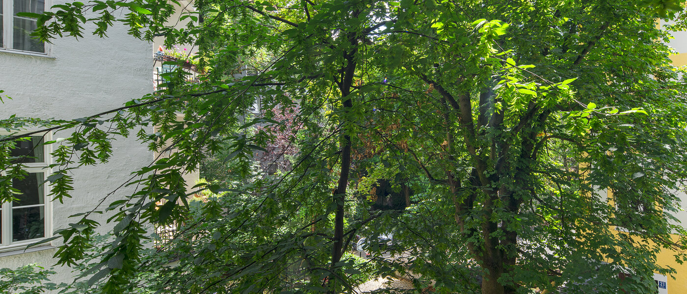 Wohnung München Schwabing-West (rund um den Hohenzollernplatz) 02 Aussicht 4507