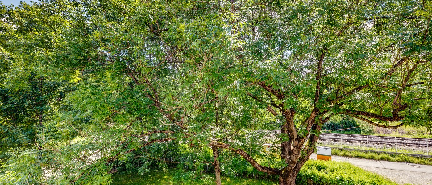 Dachterrassenwohnung München Fasanerie 02 Aussicht 6919